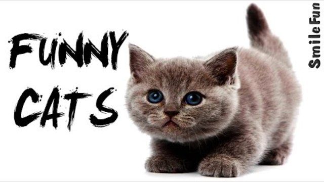 Смешные Приколы с котами Умные коты и кошки 2017