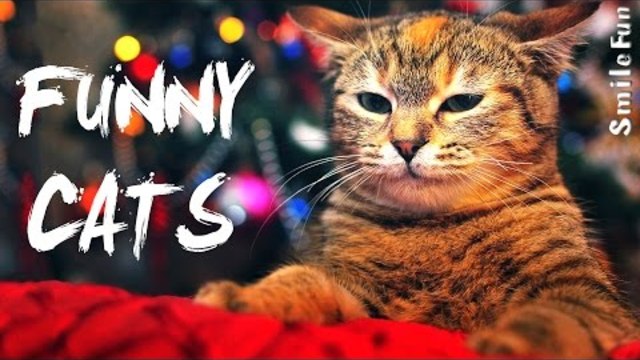ТОПовая подборка 2017 Приколы с котами Смешные Коты