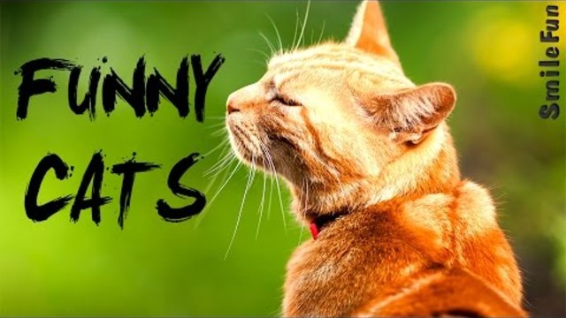 Смешные Коты 2017 Свежие Приколы с Котами Кошками