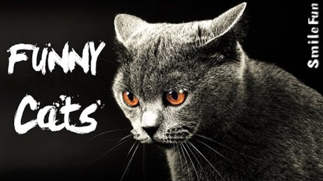 Смешные Коты 2017 ДО СЛЕЗ Приколы с Котами Кошками