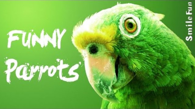 Смешные Попугаи с озвучкой Приколы с попугаями 2017