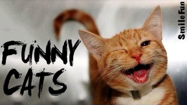 Смешни Котки до сълзи Fun с котки Котки 2017