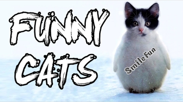 Забавлявайте се с котки и котки до сълзи Funny Cats 2017