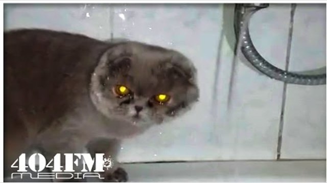 Похмелье. Кот пьет воду из под крана | The Cat drinks water from the tap