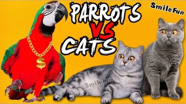 Смешные Коты VS Смешные Попугаи 2017