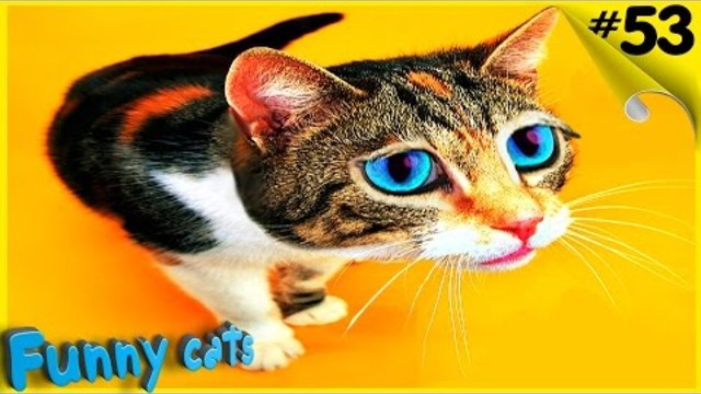 Смешные коты Приколы Подборка Лучшее! Funny Cats compilation