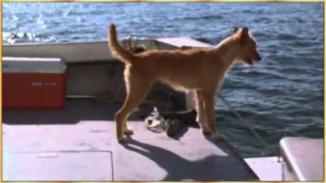 УНИКАЛНО!!!Dolphin and Dog - Let's be Friends.flv