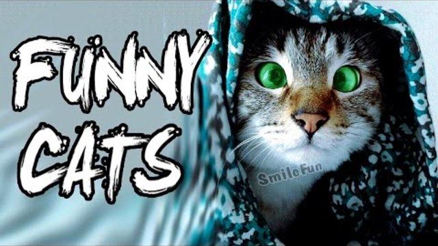 Смешные Коты 2017  | ЛУЧШИЕ ПРИКОЛЫ С КОШКАМИ И КОТАМИ