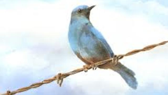 Katey Sagal - Bird On A Wire - Leonard Cohen song