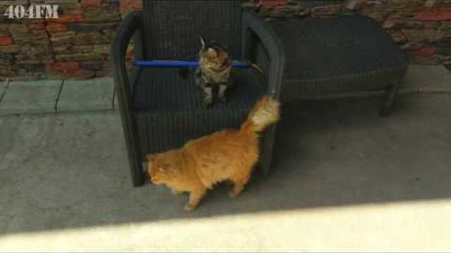 Cute Kitten tugs the cat by the tail