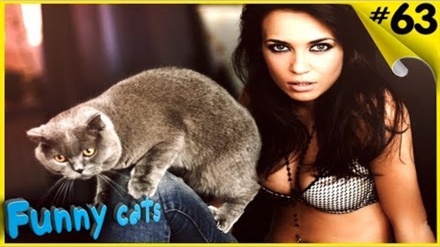 Приколы с котами - ТОПовая подборка Смешные Коты под музыку