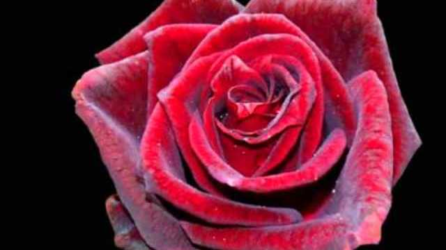 Agrameri - Ruža crvena