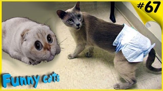 Подборка приколов с котами 2017 Лучшие приколы с кошками