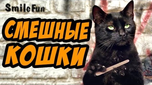 Приколы с Котами ДО СЛЁЗ Смешные Кошки 2017
