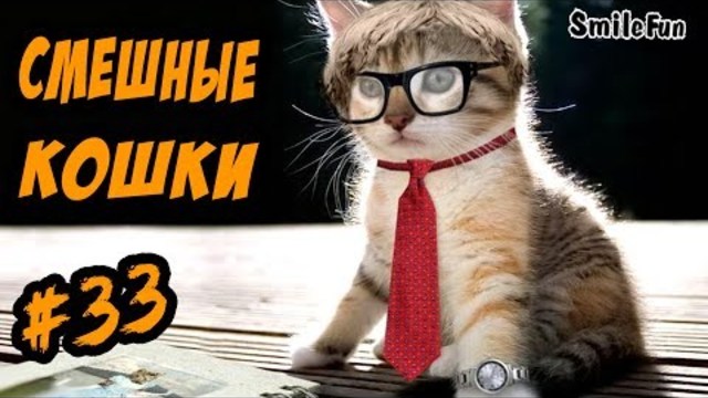 Смешные Кошки ДО СЛЕЗ Приколы с Котами 2017