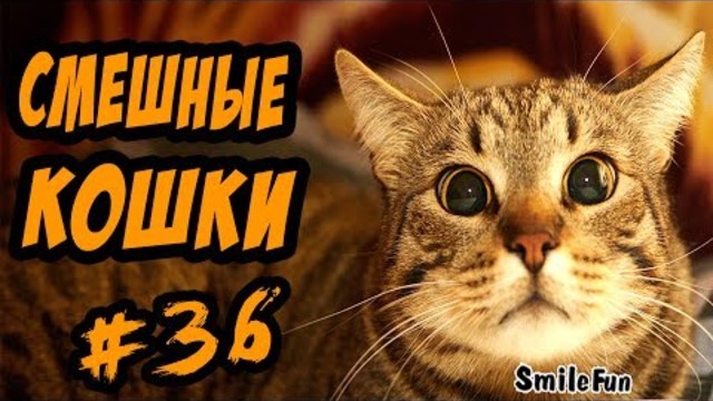 Смешные Кошки 2017 Приколы про котов и кошек