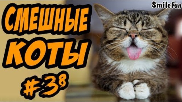 Смешные кошки ДО СЛЁЗ Приколы с котами и кошками 2017