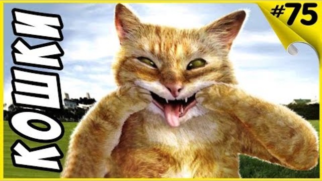 Подборка приколы с кошками 2017 Новые приколы с котами