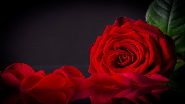 🌹 Красиви червени рози ... 🌹