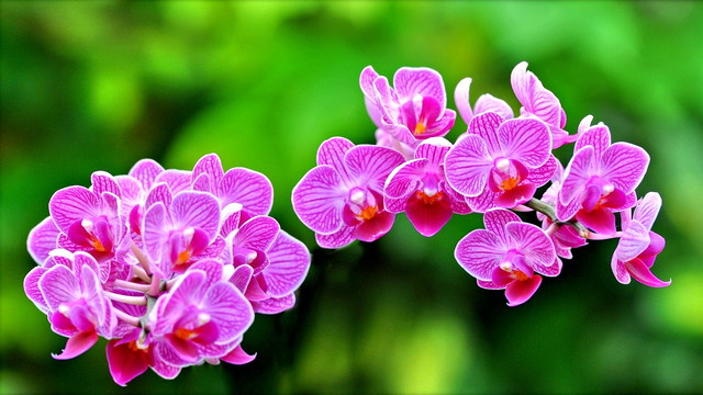 ✿♥ Розови орхидеи . ♬ .  (Eugen Doga music) ♥✿