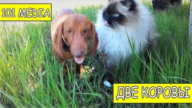 Русское видео про животных Приколы про собак новые видео смешное про собак и про кошек