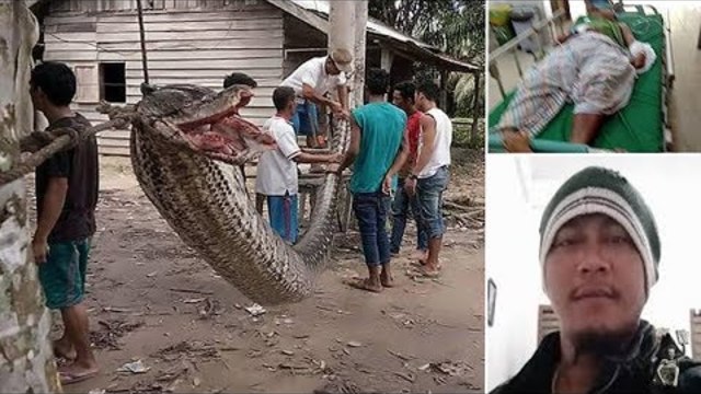 Индонезиец уби 8-метров питон 2017 г. Man wins fight to the death with 25ft python
