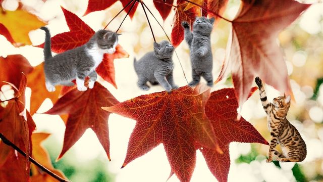 🐱   Котките  през есента! ... 🐱