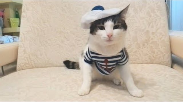 Приколы с котами   ТОПовая подборка! Русские приколы с кошками Funny Cats Compilation 2017