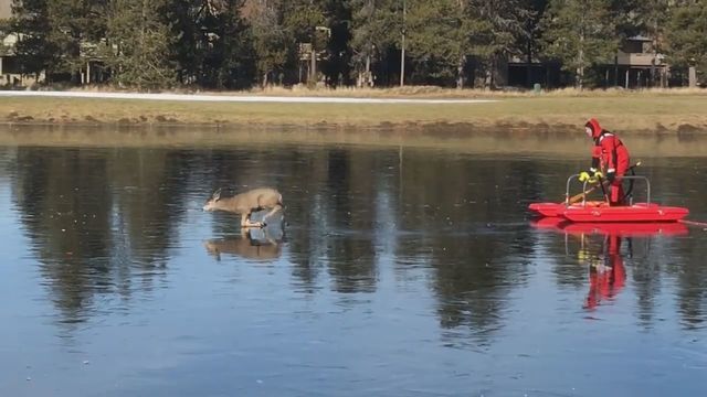 Пожарникар спаси елен, "заклещен" в езеро (ВИДЕО) За щастие, животното е в добро здраве.