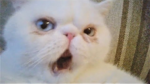 Смешные кошки коты и собаки 2018 Видео Приколы про кошек Приколы про собак Приколы с животными 2018