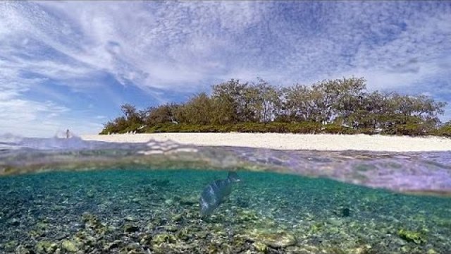Българин ще прави изкуствен коралов риф в Гърция на остров Самос Greenpeace: Αποκαλυπτικό βίντεο