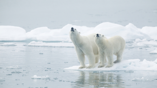 С ускорени темпове: Антарктида губи ледената си покривка