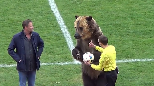 Вижте мечката Тима - Талисмана на Световното по футбол в Русия как се готви за шампионата!
