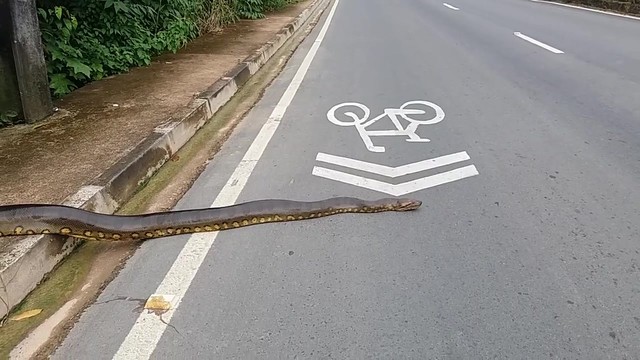 Не сте виждали такава огромна змия на шосето! (ВИДЕО) Anaconda Crossing! || ViralHog