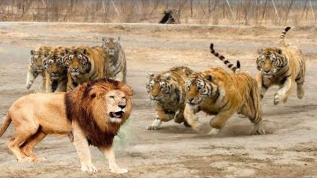 Лъв срещу тигри