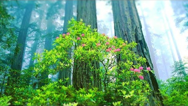 Relaxing Music for Stress Relief. Calming Music for Meditation, Healing Therapy, Spa, Sleep
