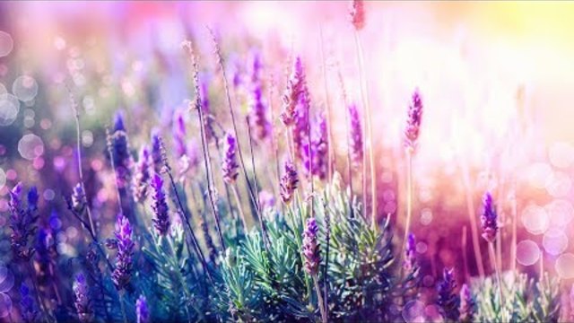 Relaxing Music for Stress Relief. Soothing Music for Meditation, Healing Therapy, Sleep, Spa