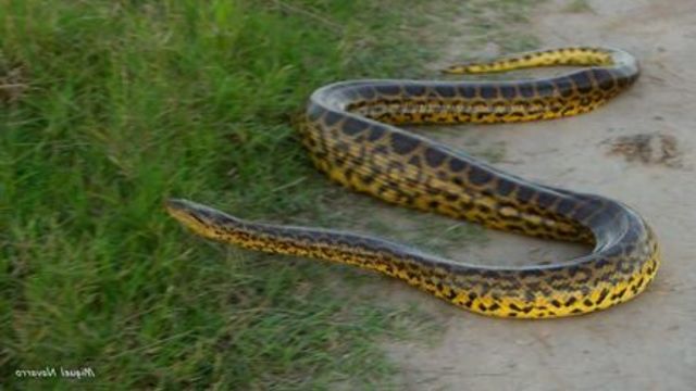 🙀 В търсене на змията избягала в Мол Пловдив! Милото животинче - 🙀 жълта анаконда 🙀 🙀 🙀 се приплъзвало на воля из магазина