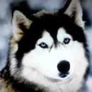 SimonaAleksandrovaPetrova