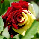 MiraLove