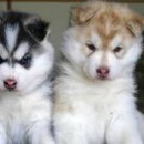Husky