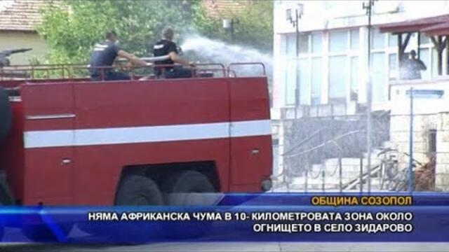 Няма африканска чума в 10-километровата зона около огнището в Зидарово