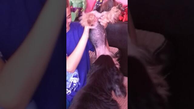 Кючек с куче