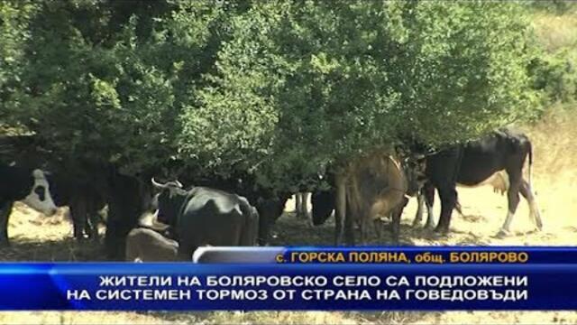 Жители на боляровско село са подложени на системен тормоз от страна на говедовъди