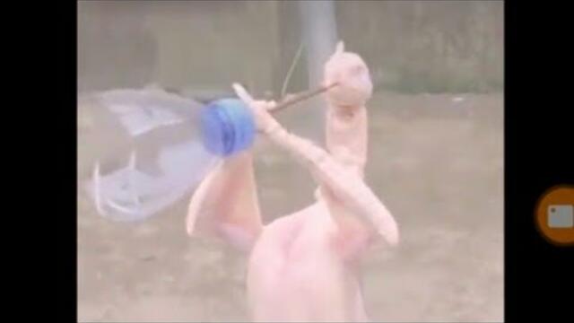 Пиле свири Кючек:Топ 2 най-тъпи и безмислени клипове в Facebook