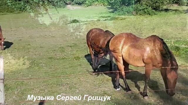 Музыка Сергей Грищук   -   УНИСОН