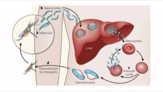 Малария - причини, разпространение, симптоми и лечение