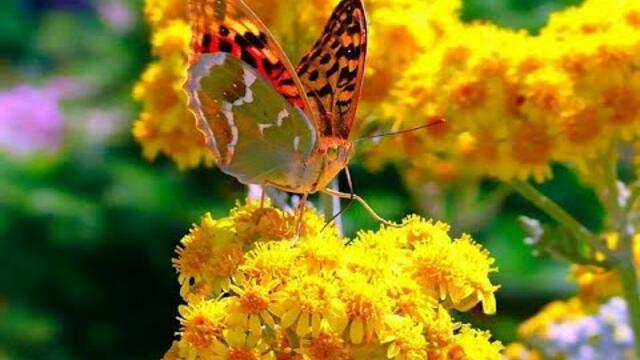 Музыка Сергея Чекалина   -  Июнь.