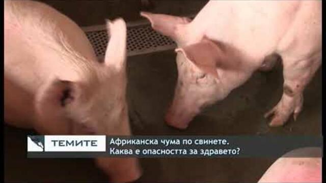 Африканската чума по свинете - каква е опасността за здравето?