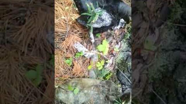 После шабаша прошедшего в полнолуние с бораноми. ведьмы и колдуны